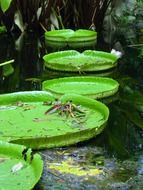 lily leaves on the pond