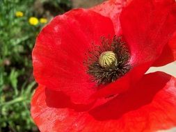 macro photo of red poppy