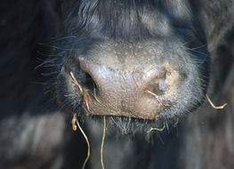 Picture of cow's nose