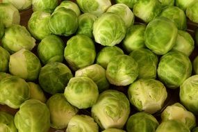 green brussels sprouts vegetables