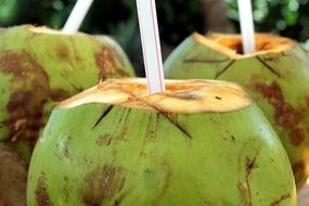 coconut cocktail drink