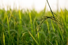 one ear of rice plant in the rice field