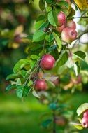 branch with apples in the orchard