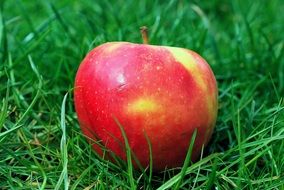 red apple on green grass outdoor