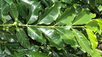 green coffee leaf in the sun