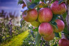 branch with apples in the garden