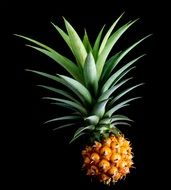 delicious small pineapple