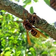 big hornet insects