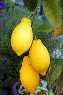 lemons on the tree