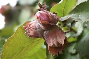 hazelnut on a bush