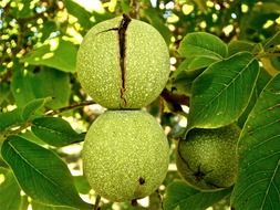 walnuts on a tree branch