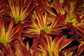 orange yellow mums flowers macro screne