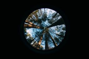 fish eye tree