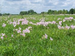 field of wild flowers