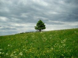 lonely tree on a flower meadow