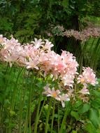 landscape of Colorful blooming flower bed