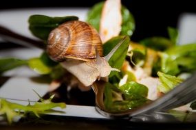 snail and fresh salad