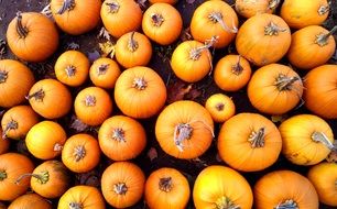 picture of the orange big pumpkin harvest