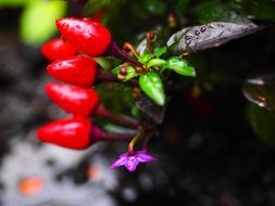 small red chili peppers