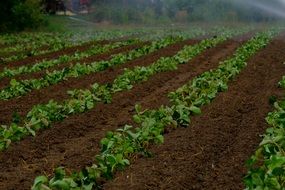 field strawberry fruit plants view