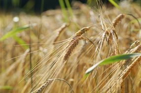 spikelets on the background of a wheat field in light