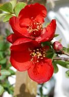 red chaenomeles, japanese quince blossoms