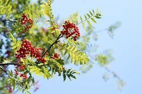 red rowan berry tree sky view