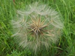 dandelion with fluffy seeds on green grass close-up