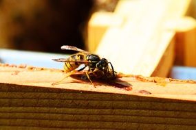 yellow and black wasp on wooden surface