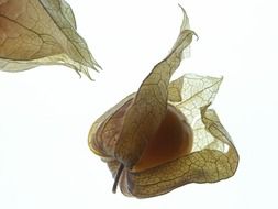 isolated physalis fruits