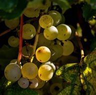 yellow grapes in the sun