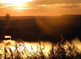 vegetation under the bright golden sun at sunset