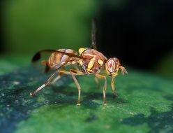 Fly on the watermelon