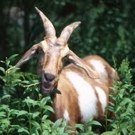 Grazing goat with big horns