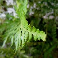 fern leaf bright plant