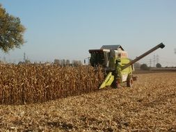 Harvest of corn on the farm