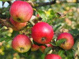 many apple fruits on the tree