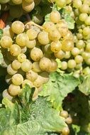 green grapes on a branch