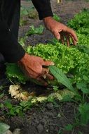 growing lettuce in the vegetable garden