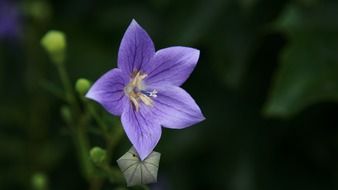 delicate purple wildflower