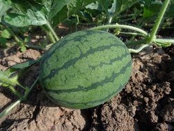 growing large watermelons in the garden