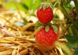 cultivation of red tasty strawberries