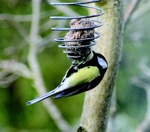 Colorful tit is sitting on the feeder among plants