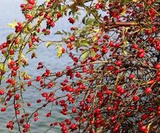 red rosehips on a bush by the lake