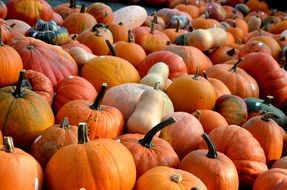 colorful seasonal pumpkins