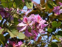 Bauhinia branches with pink flowers outdoor