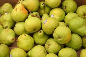 harvest of yellow pears