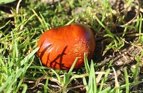 chestnut fetus