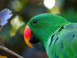 green eclectus parrot red orange bill