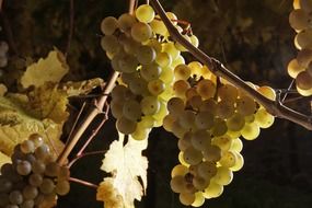 grapes on the branch